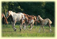 horses2.jpg (11672 bytes)